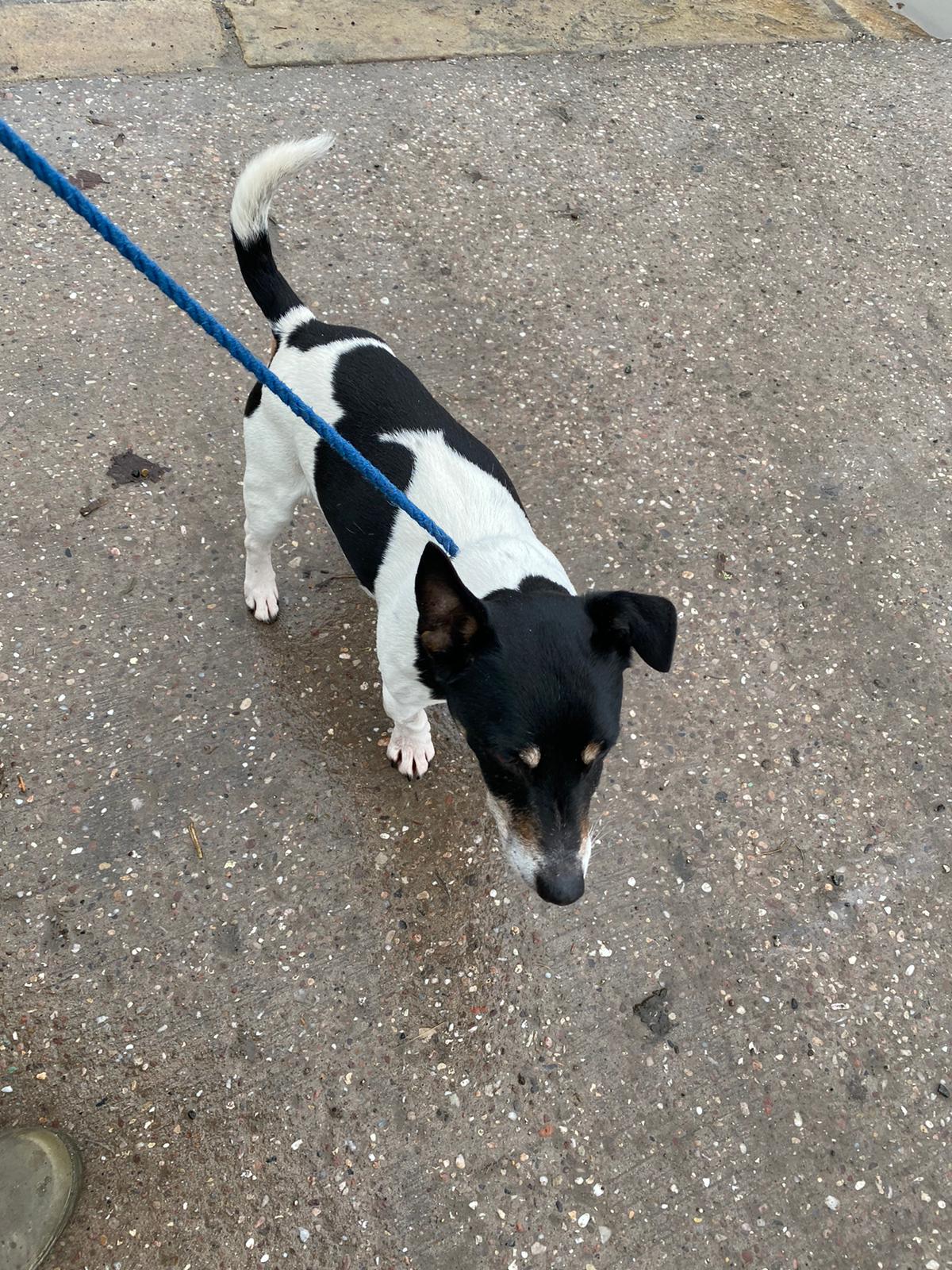 Adopt a Dog RSPCA Tameside and Glossop Branch