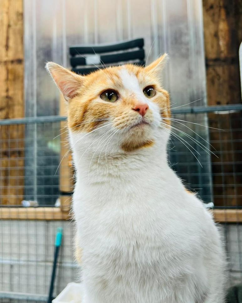 Adopt a Cat RSPCA Tameside and Glossop Branch