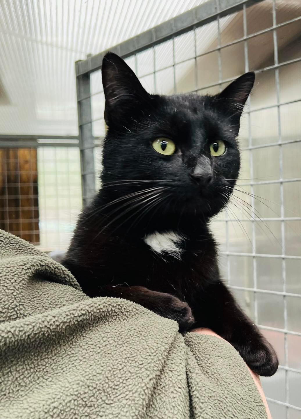 Adopt a Cat RSPCA Tameside and Glossop Branch