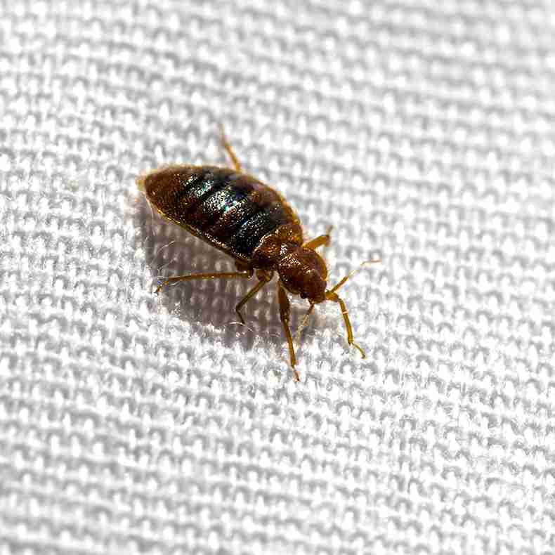 Bed Bug Treatment Havant Bed Bug Removal Havant & Hampshire