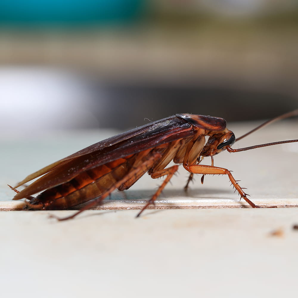 Cockroach Control Havant Cockroach Pest Control Hampshire