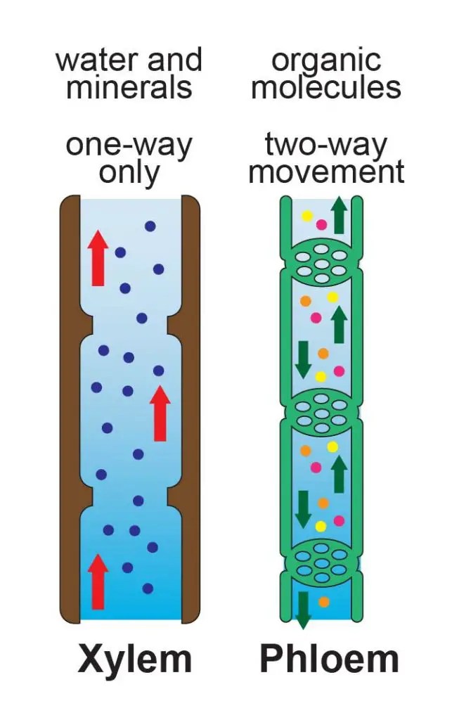 What Does Xylem And Phloem Mean WHATODI