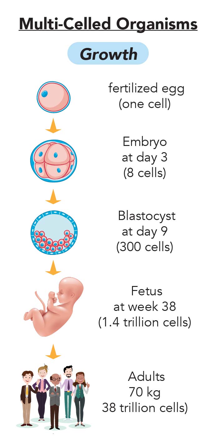 Why Cell Division is Important Rs&#039; Science