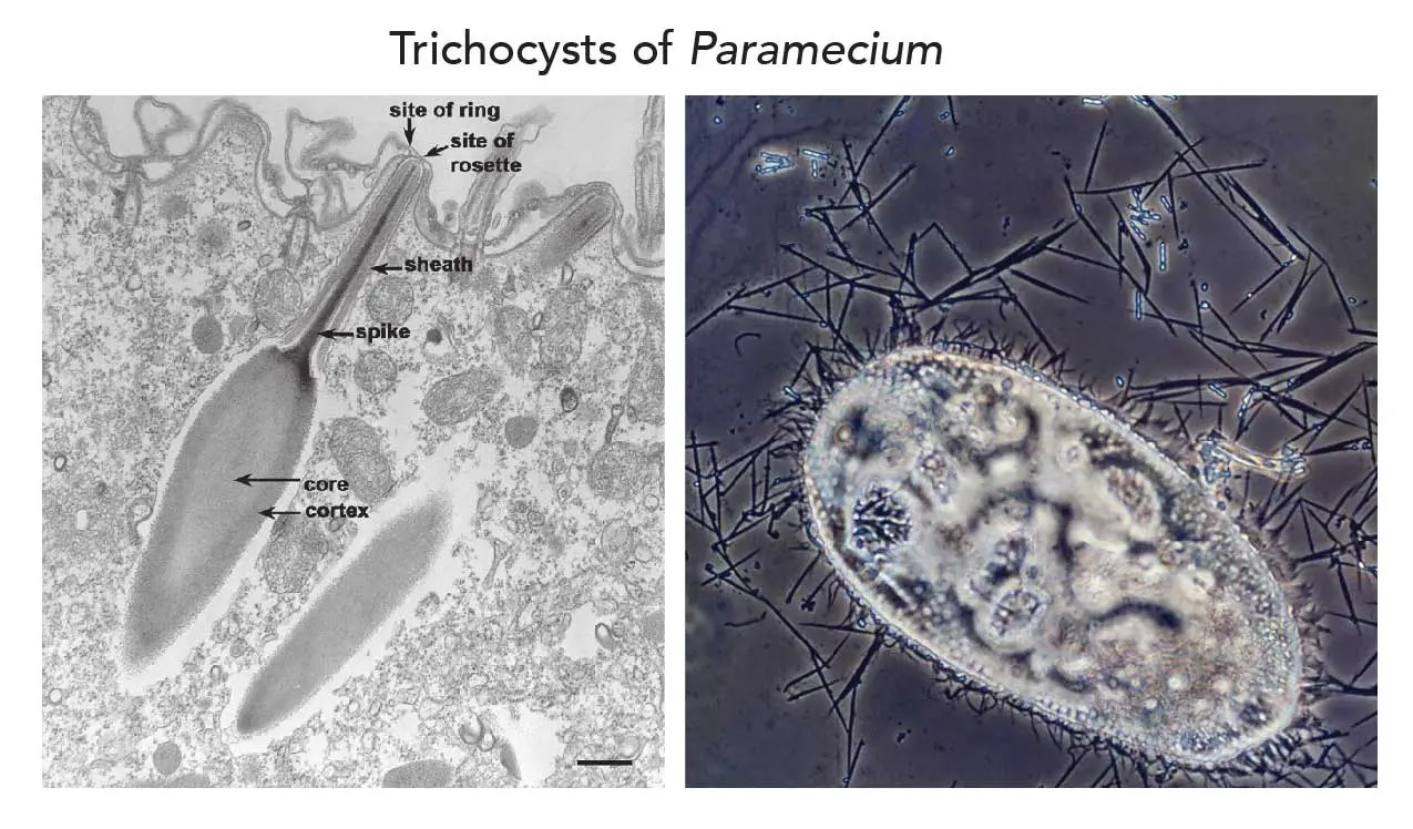 The Structure of Paramecium Cell Rs' Science