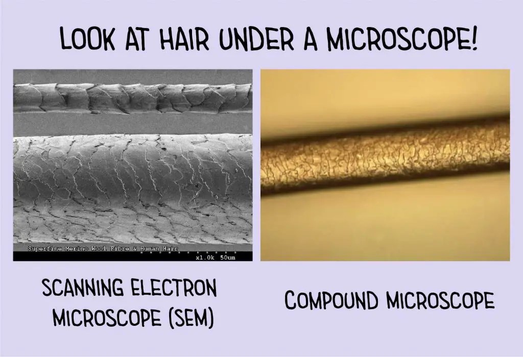 Hair Under a Microscope Rs' Science