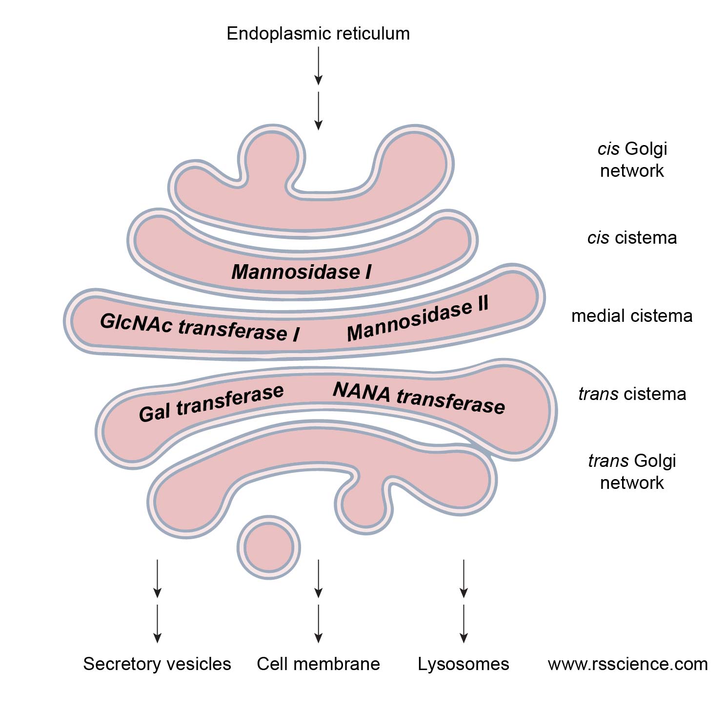 Golgi Apparatus Function the Post Office inside the Cells Rs' Science