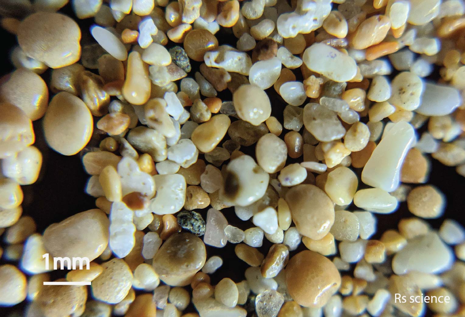 Sand Under a Microscope Rs' Science