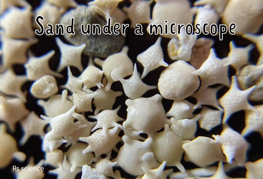 Sand under a Microscope Rs' Science