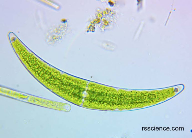 Green Algae Rs' Science