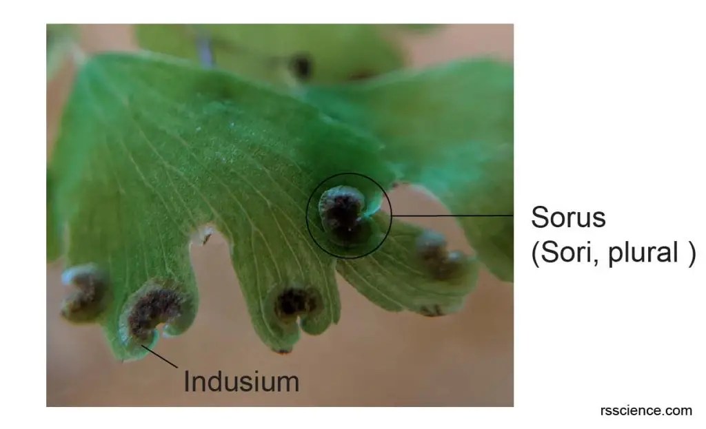 Fern Spores Under a Microscope Rs' Science
