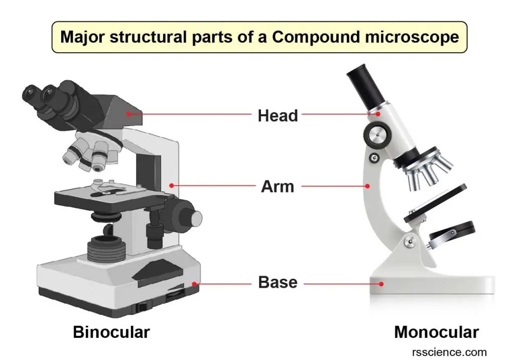 Compound Microscope Parts Labeled Diagram and their Functions Rs' Science