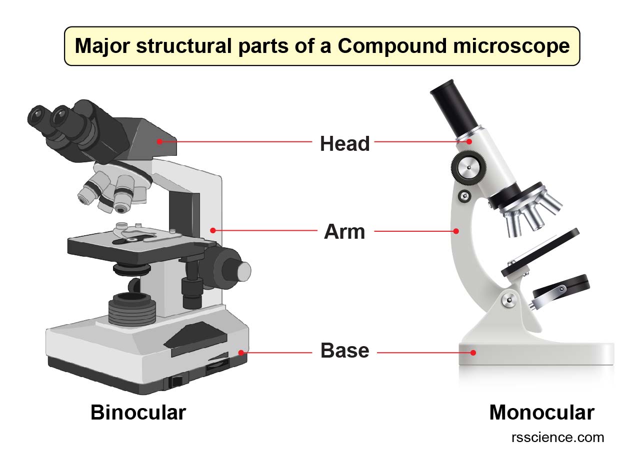 Compound Microscope Parts Labeled Diagram and their Functions Rs