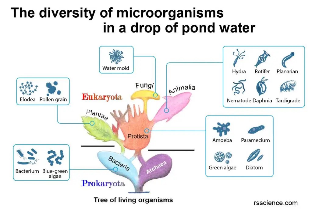 Microscopic Organisms in a Drop of Pond Water