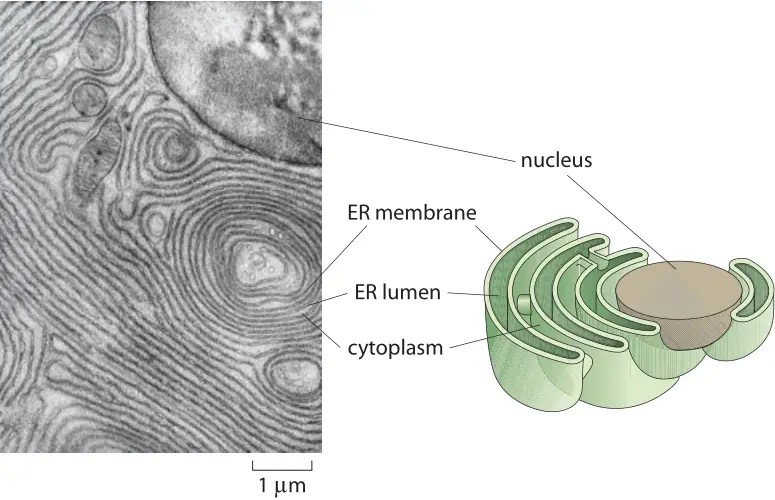 Endoplasmic reticulum the cellular inter definition, structure, function, and biology
