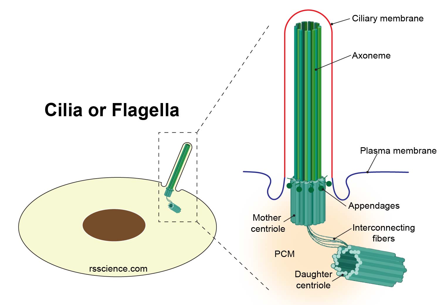 Centrosomes the engine of cell division definition, structure