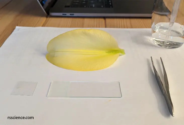 Flower Petals under a Microscope