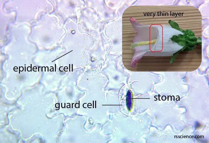 Flower Petals under a Microscope