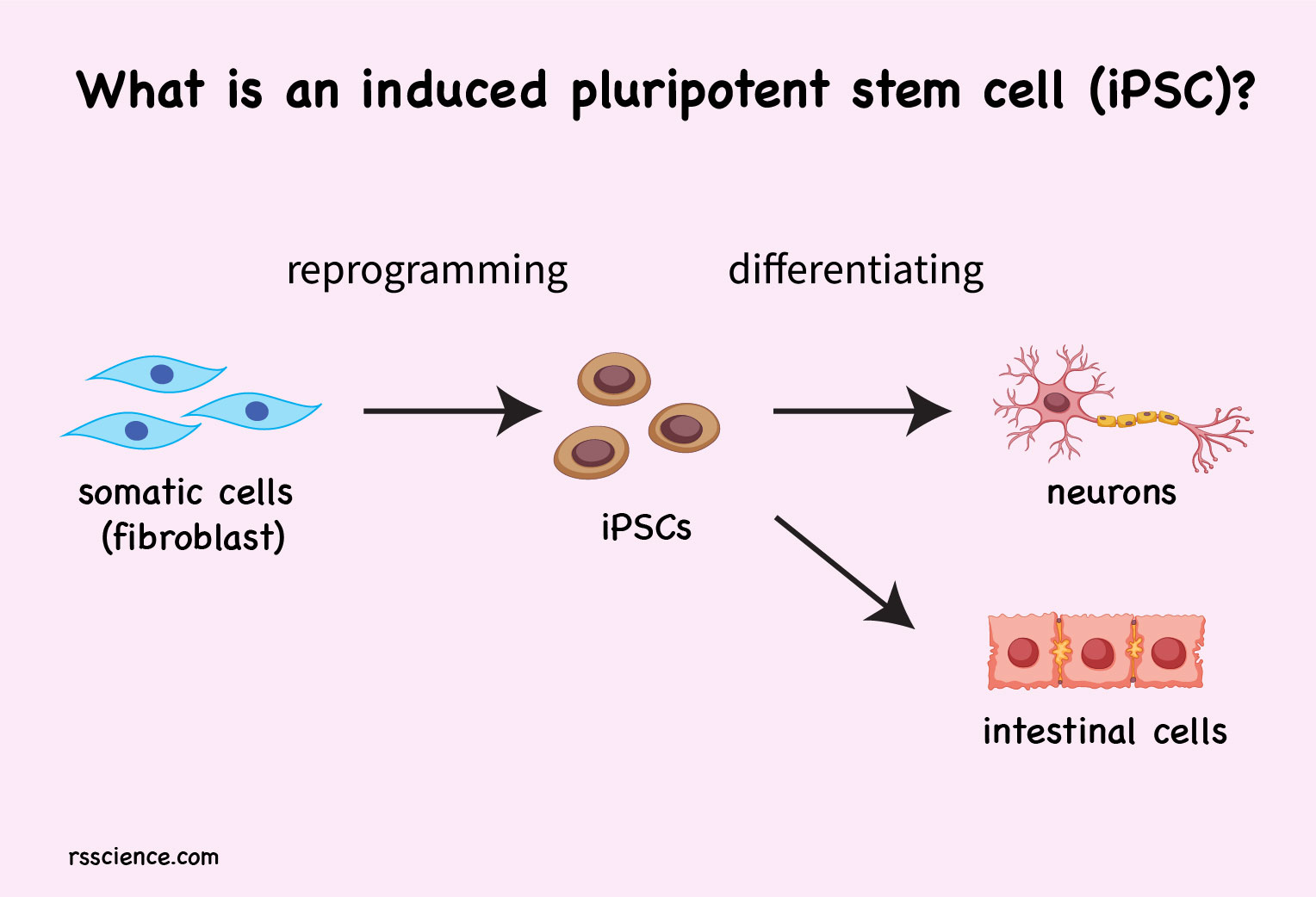 What is an induced pluripotent stem cell (iPSC)? Rs' Science