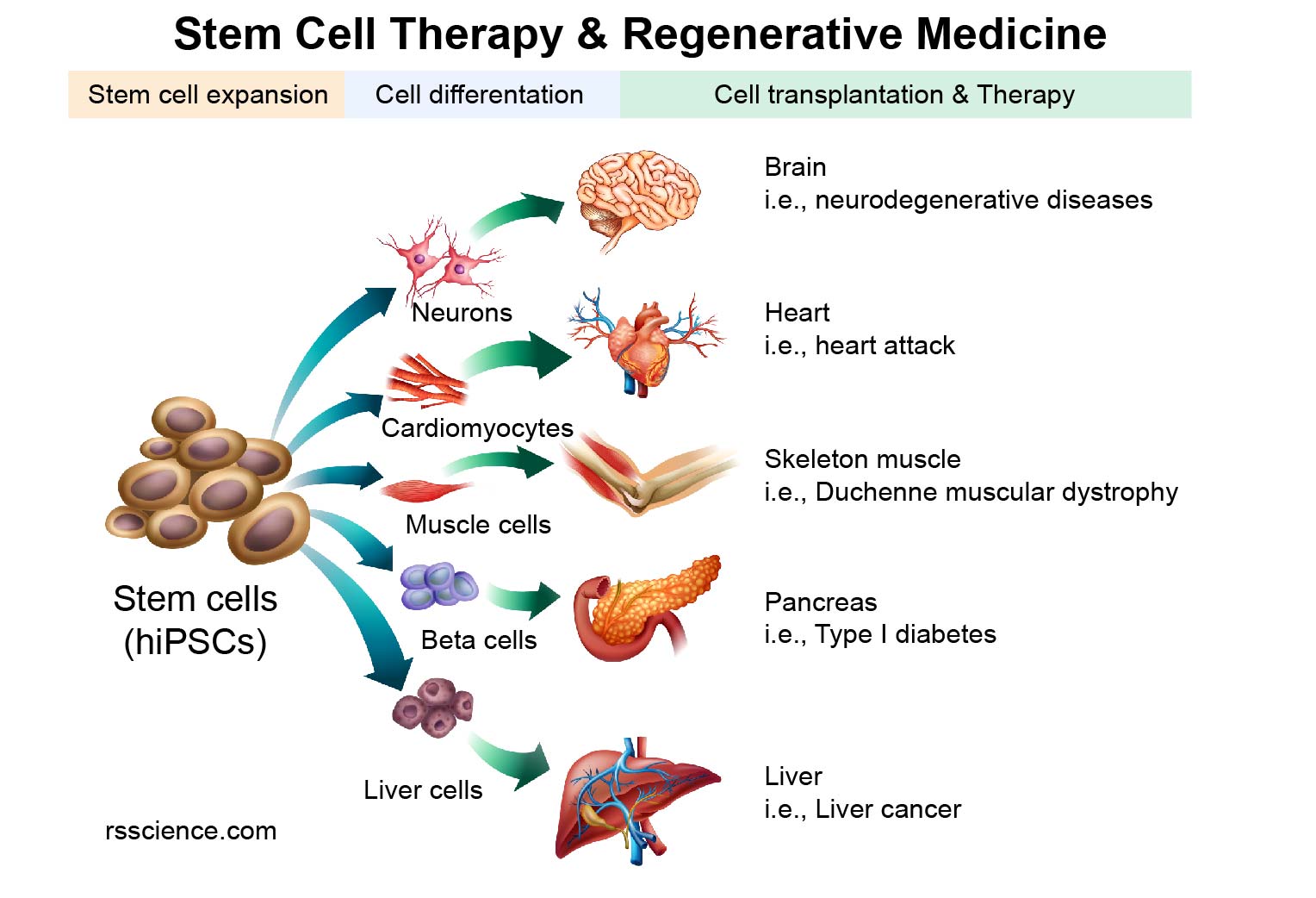 What is an induced pluripotent stem cell (iPSC)? Rs' Science