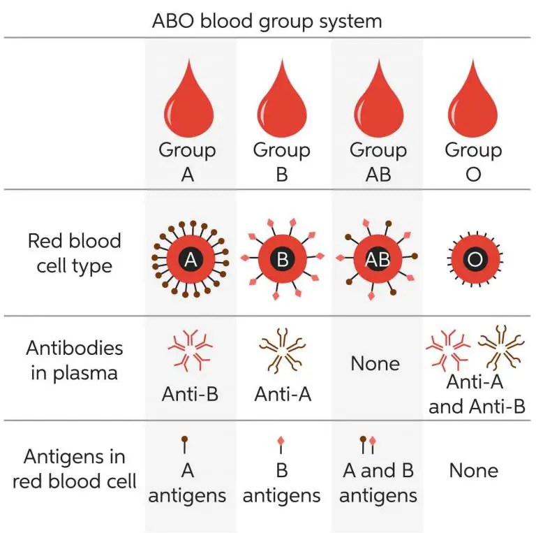 Red Blood Cells Definition, Biology, and Observation under the Microscope