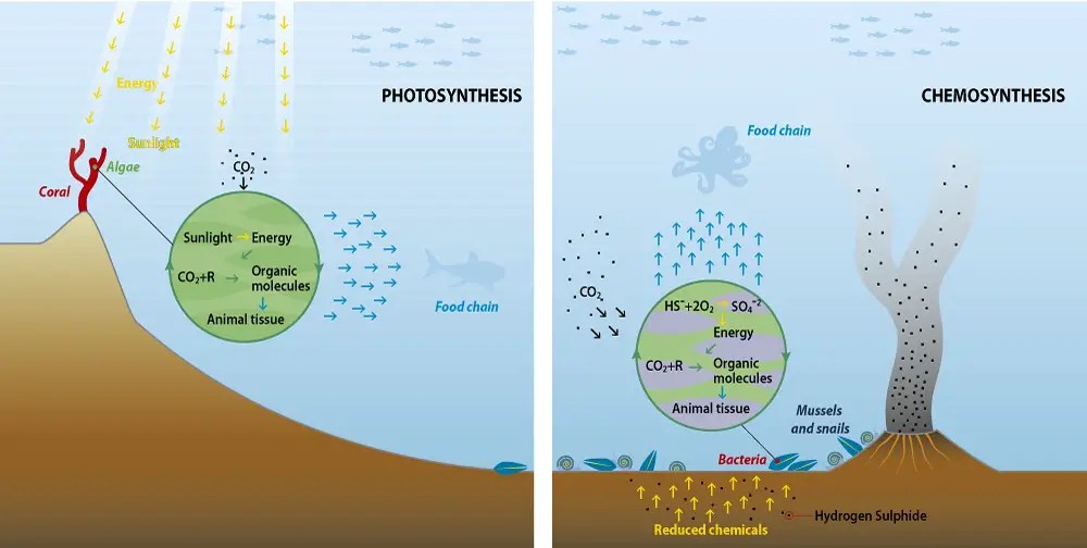 Autotrophs vs. Heterotrophs Definition and Examples Rs' Science