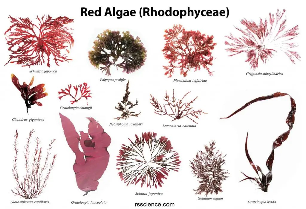 Red algae characteristics, structure, reproduction, and examples
