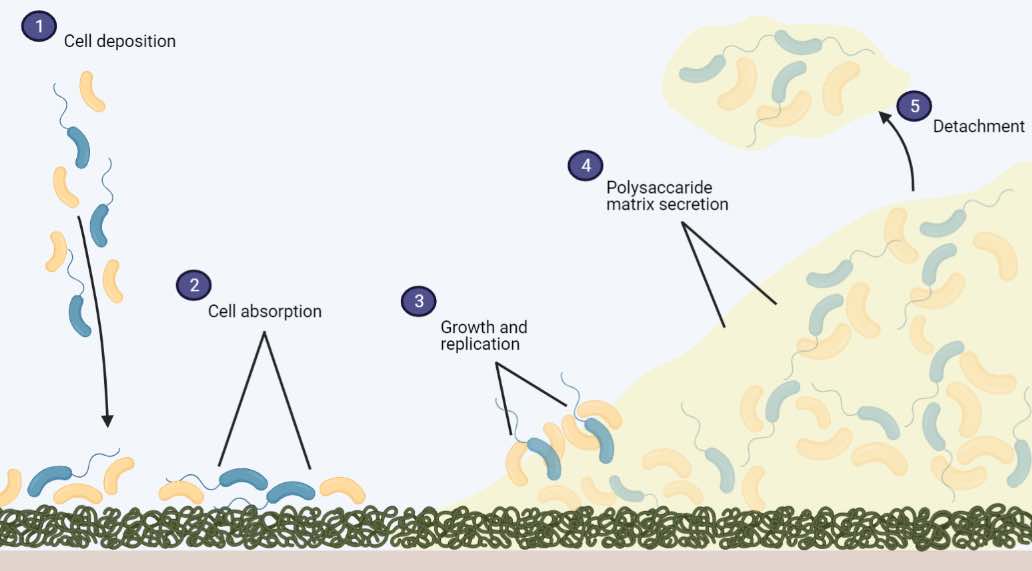 Bacteria Definition, Structure, Types & Infections Rs' Science