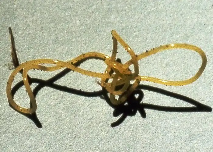 Kingdom Animalia Different Phylum and their examples Rs' Science