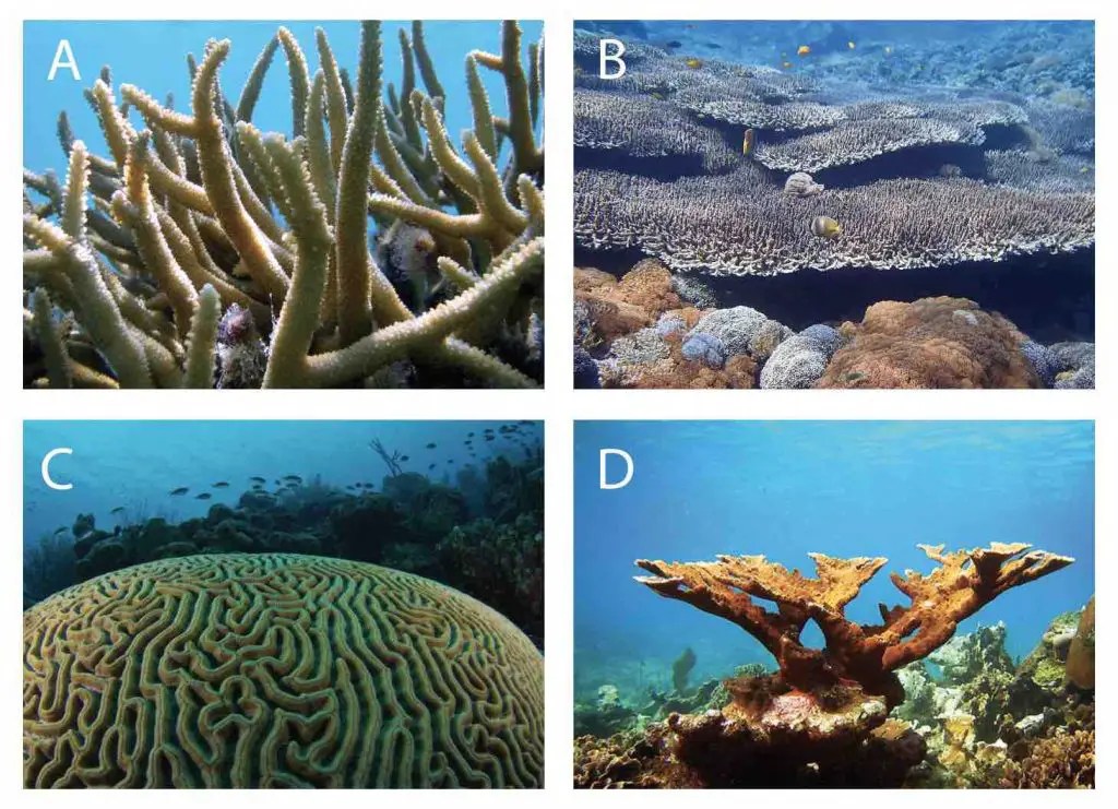 Coral classification, characteristics, structure and types Rs' Science