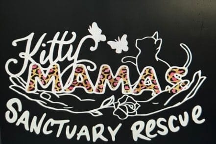 Bucks County’s Kittymamas Sanctuary Rescue Needs Help To Keep Saving And Rehoming Abandoned And Neglected Kittens 3 KSMR 1 - Bucks County Beacon - Bucks County’s KittyMamas Sanctuary Rescue Needs Help to Keep Saving and Rehoming Abandoned and Neglected Kittens