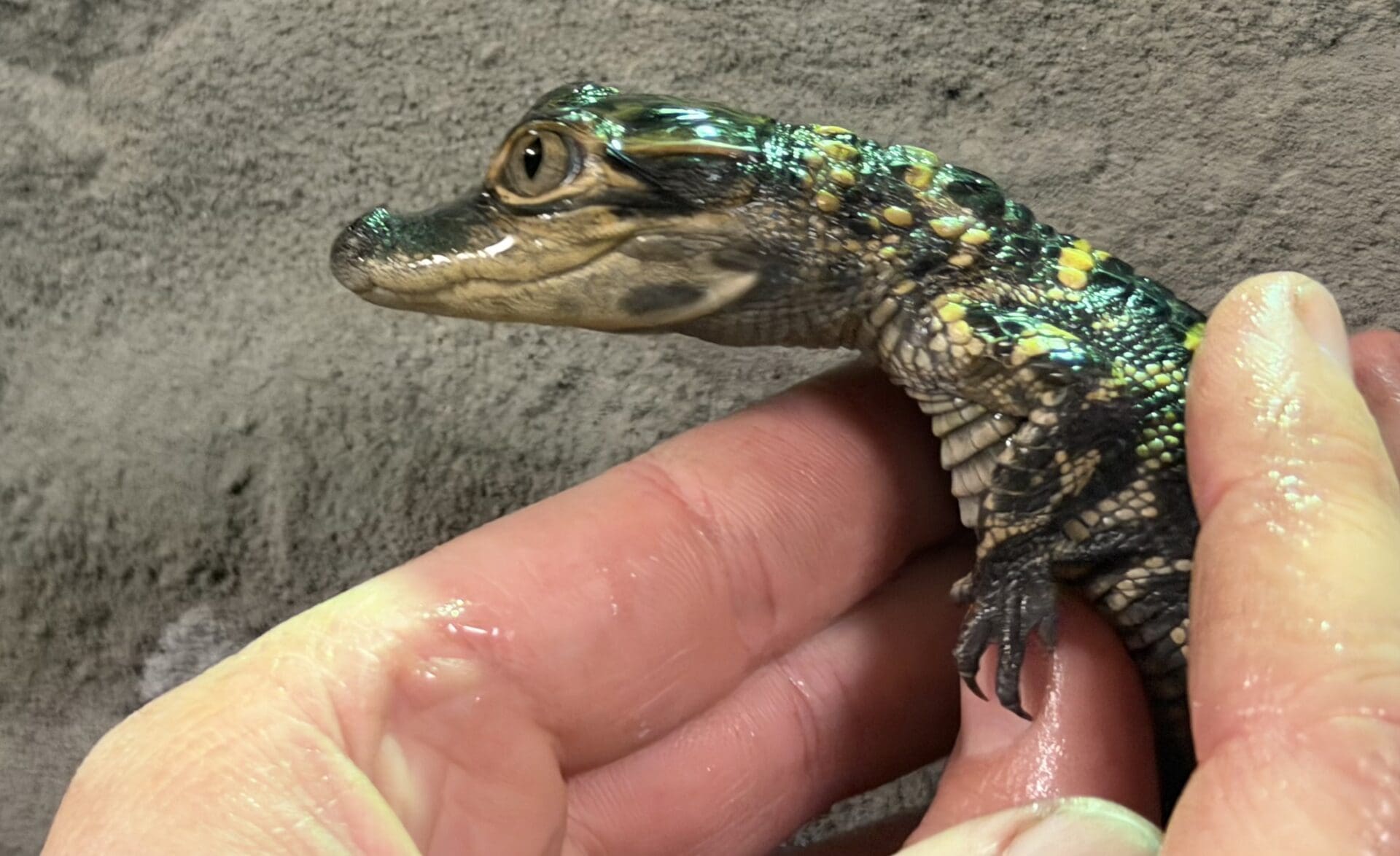 Reptile Adventure Zoo Opens This Week 8 ywAAAAAAQABAAACAUwAOw==