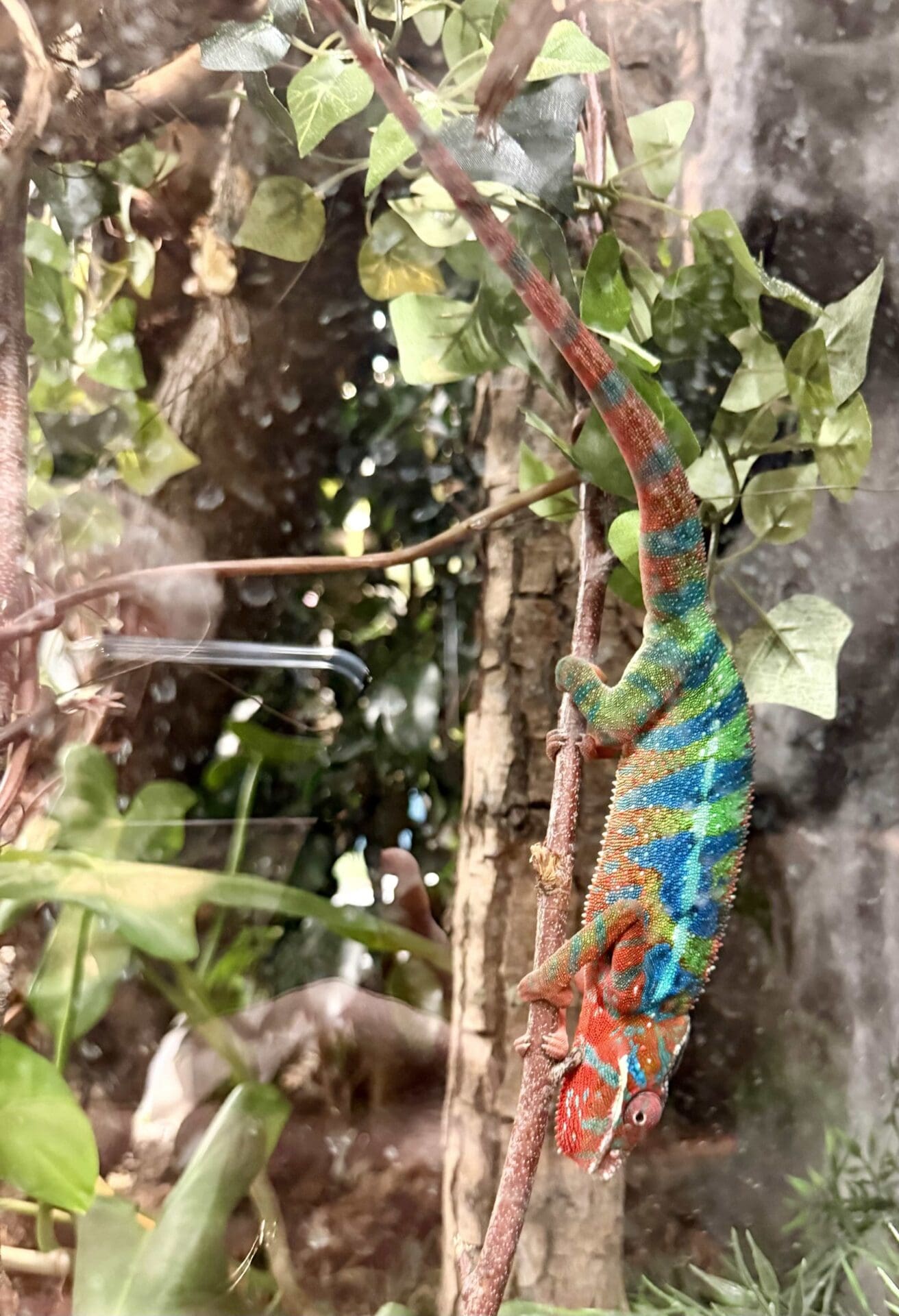 Reptile Adventure Zoo Opens This Week 10 ywAAAAAAQABAAACAUwAOw==