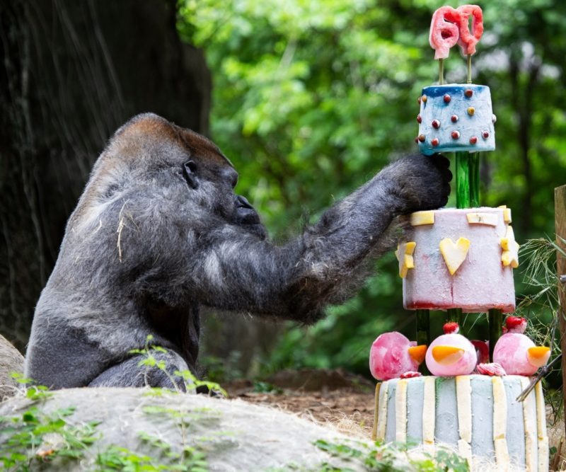 World’s oldest gorilla celebrates 60th birthday with delicious frozen