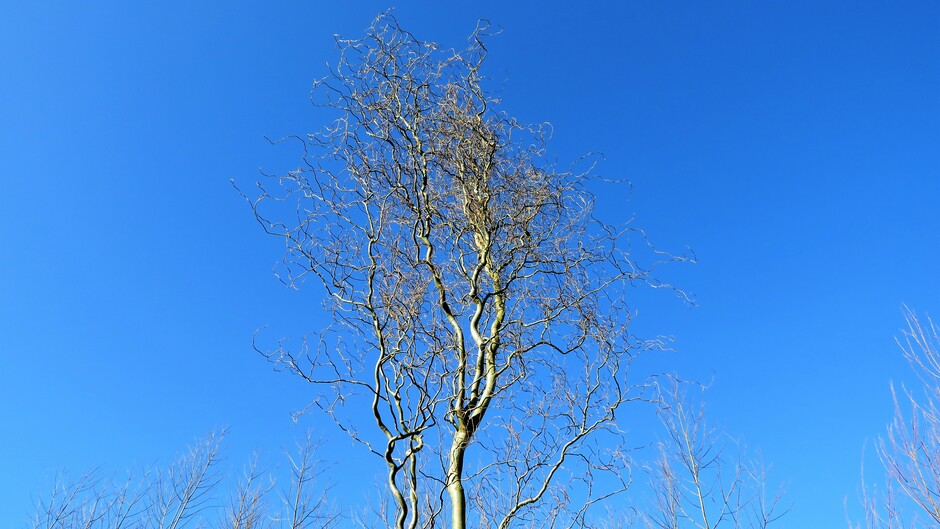 Buienradar.nl Actuele neerslag, weerbericht, weersverwachting