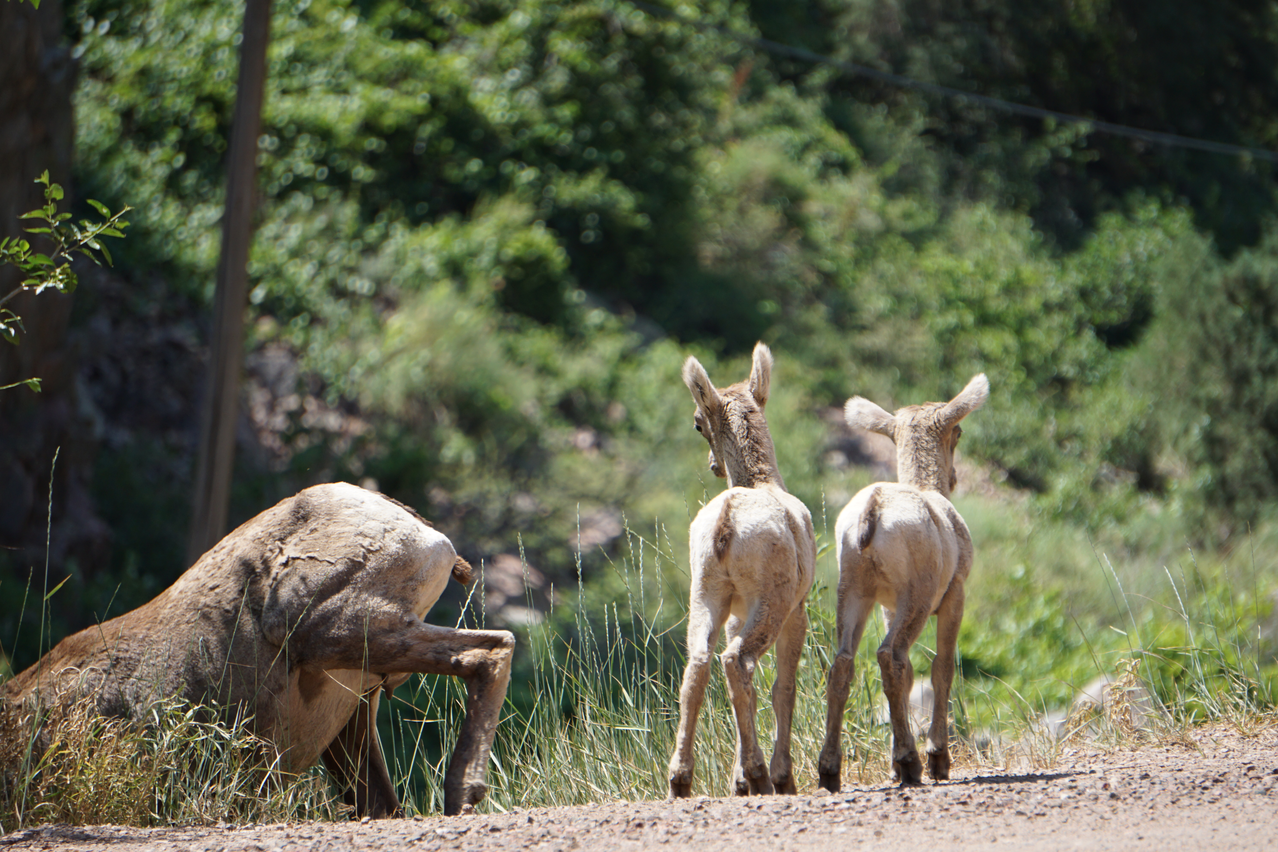 Share the Experience Pike and San Isabel National Forests Cimarron