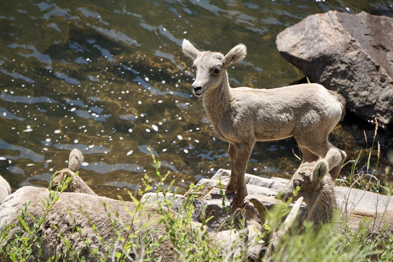Share the Experience Pike and San Isabel National Forests Cimarron