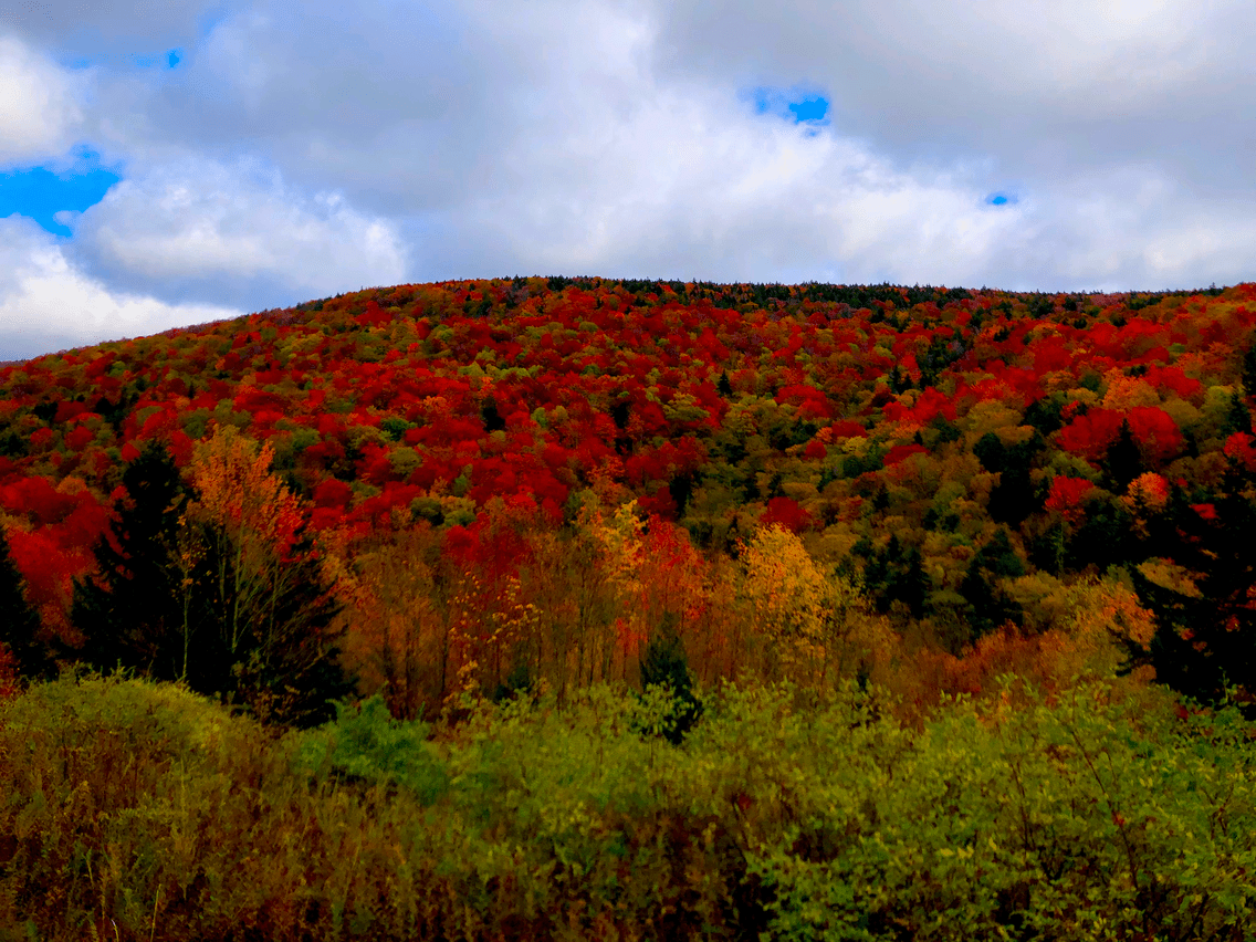 Share the Experience Monongahela National Forest
