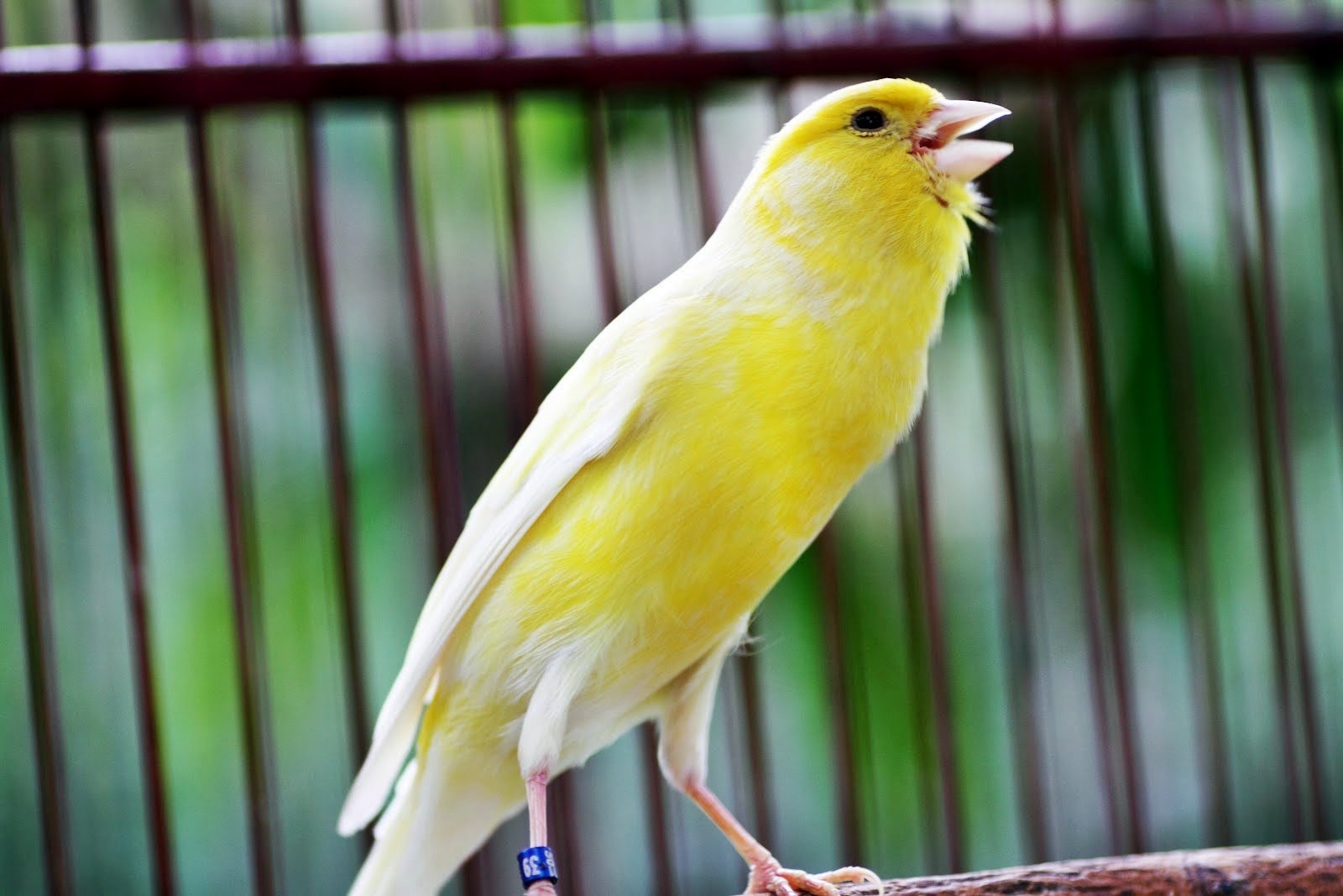 Gambar Kartun Burung Kenari ~ Gambar Lucu Lucu 1067_X_1600_jpg