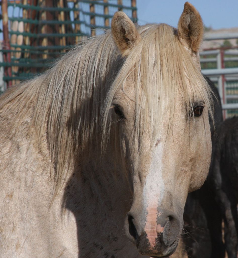 Cloud Challenge of the Stallions Wild Horses on PBS last
