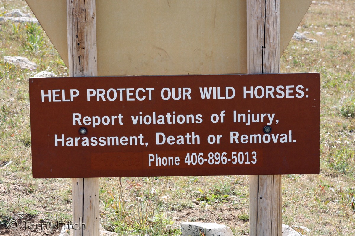 Federal Judge to Rule on BLM Nevada Wild Horse Stampede Straight from