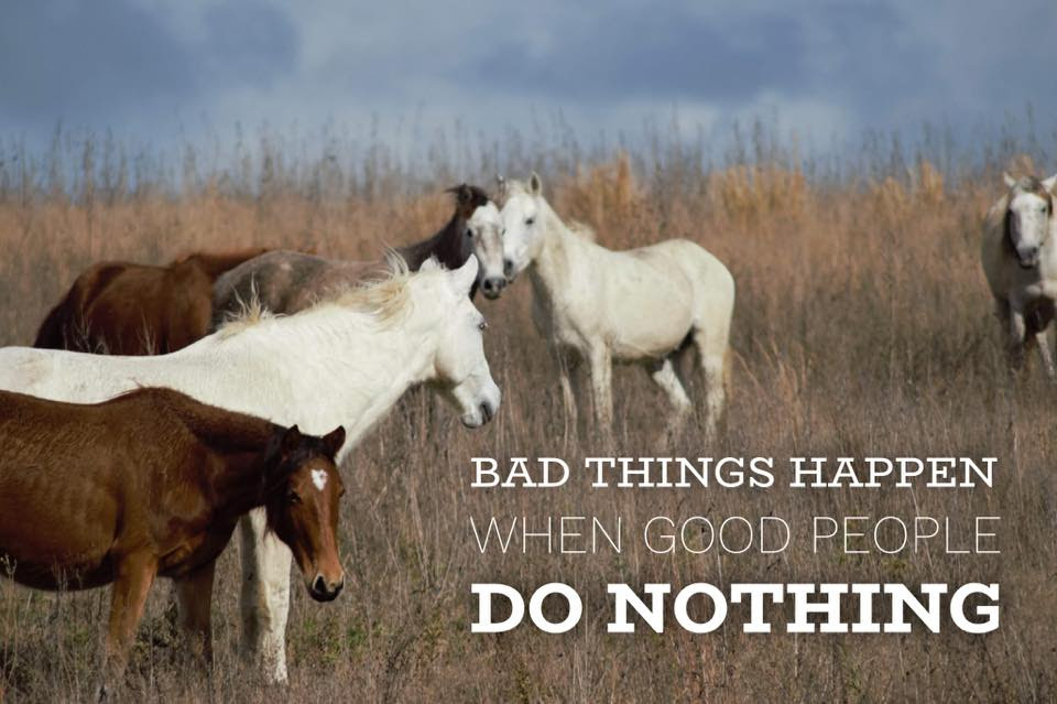 Update on wild horses of Fort Polk and Kisatchie National Forest in