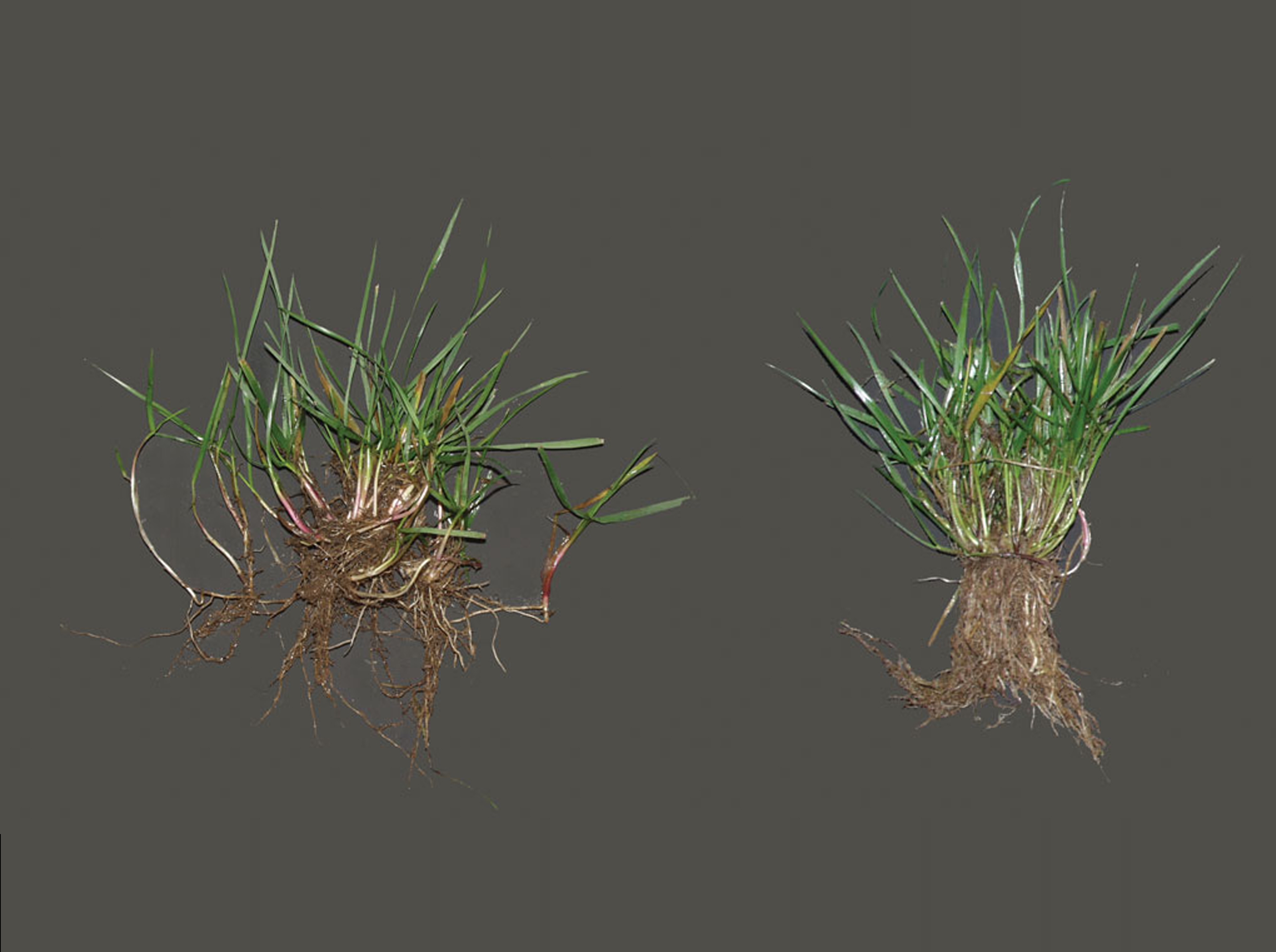 Rhizomatous Tall Fescue (RTF)