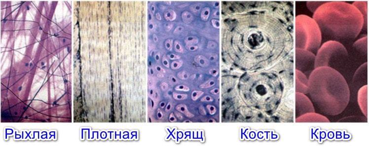 соединительная ткань,расскажите ее строение и функции Школьные