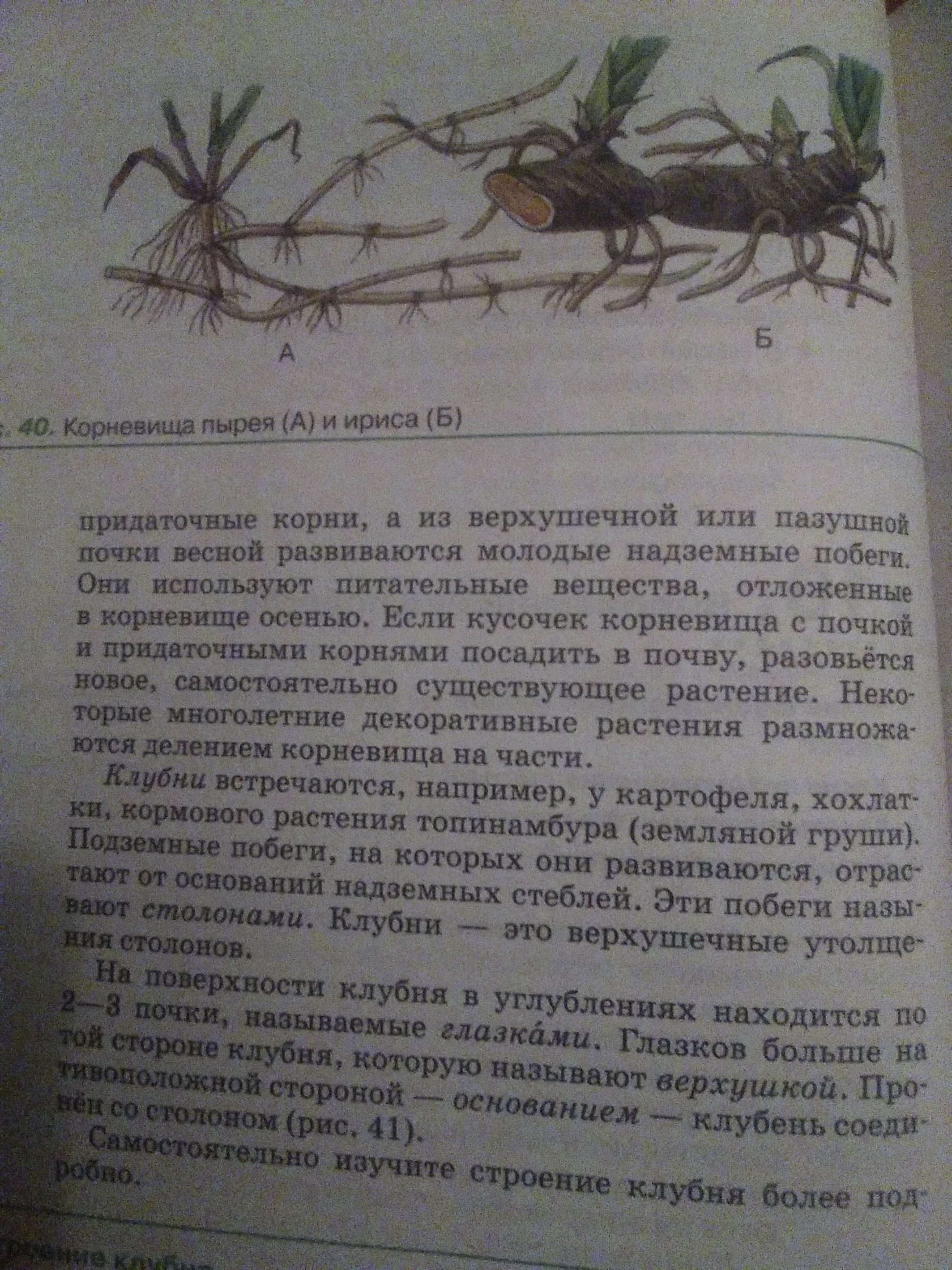 Лаборатория работа 6 класс по биологии ПЖ ПОМОГИТЕ! Школьные