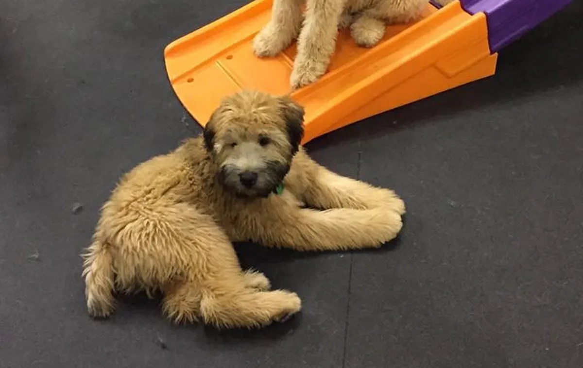 Commercial and Residential Rubber Gym Flooring Rubber Flooring Direct