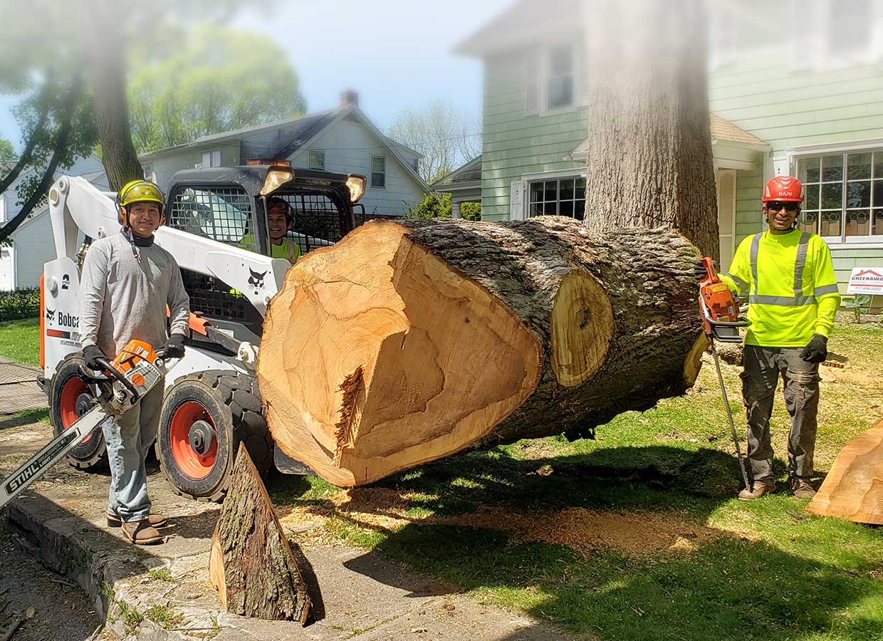 Home Rubio's Tree Service