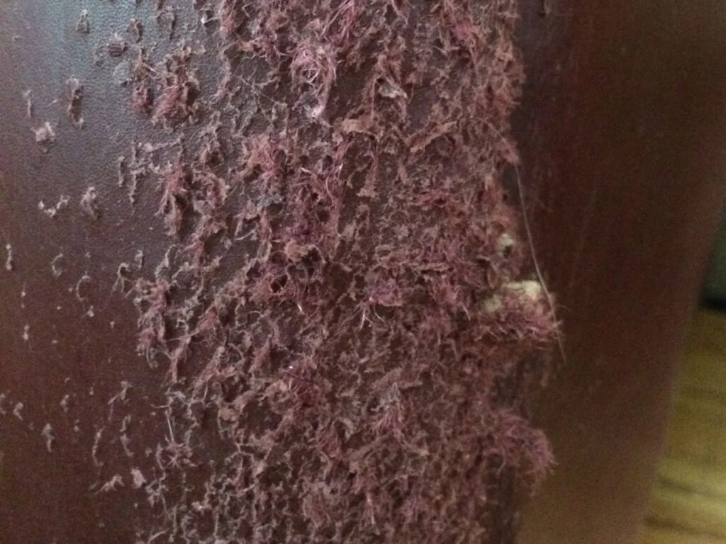 Repair Dog & Cat Scratches on Leather