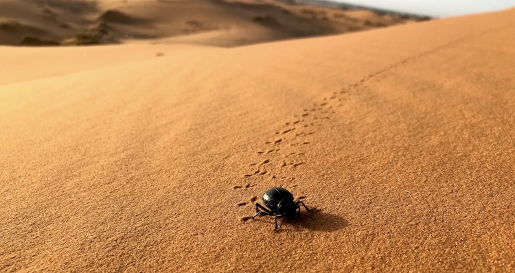Exploring the Saharan dunes Ruby on Wheels
