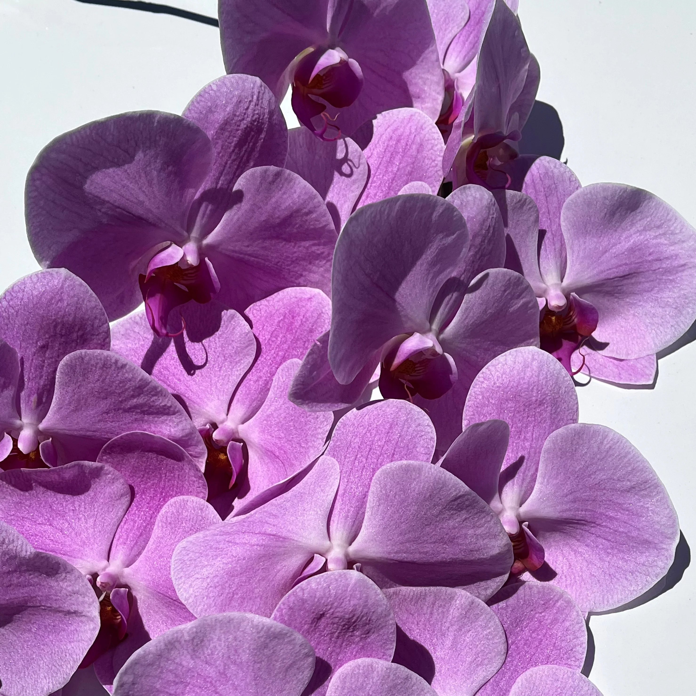 Mother's Day Ruby Lane Flower Co.