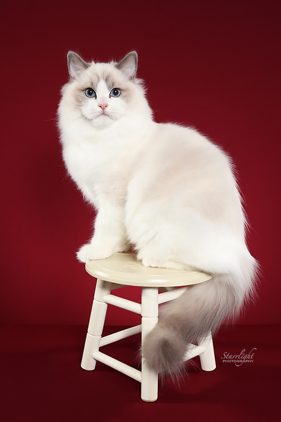 Ragdoll Kittens for Sale in California Ruby Ridge Rags